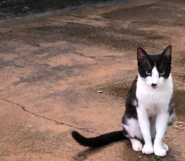 Procura-se Bigode, gato desaparecido em Amambai