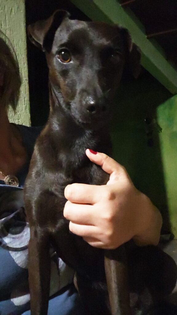 Procura-se Pandora, cachorrinha desaparecida em Amambai