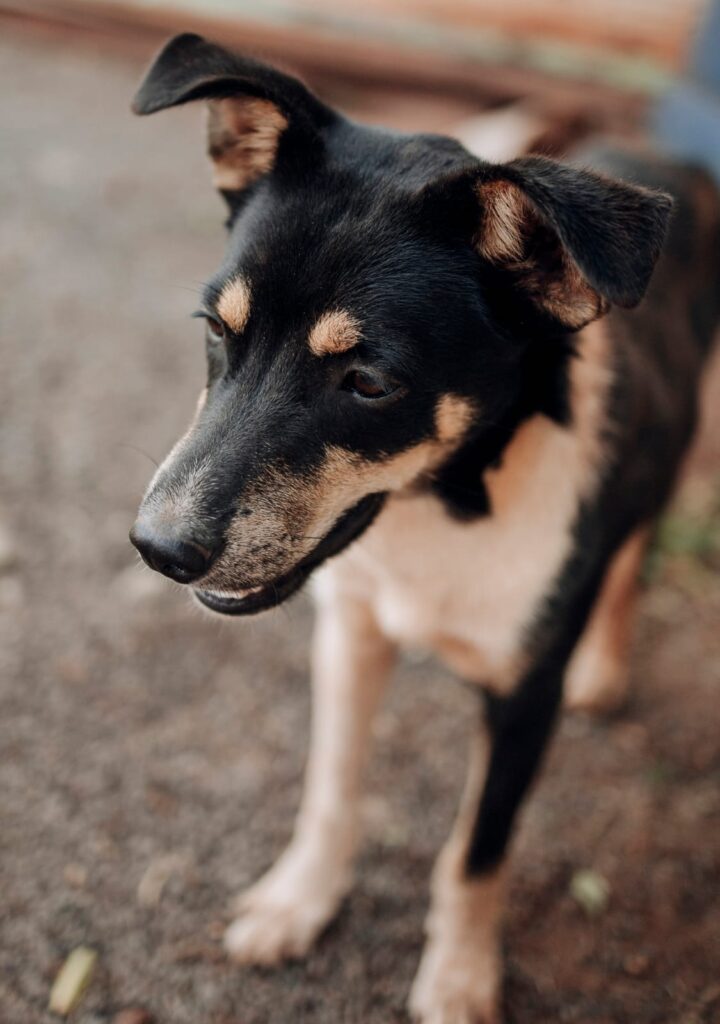 Procura-se cachorro desaparecido em Amambai