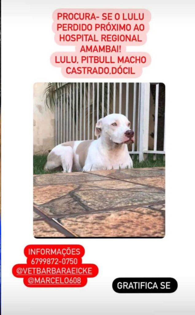 Procura-se cachorro desaparecido em Amambai