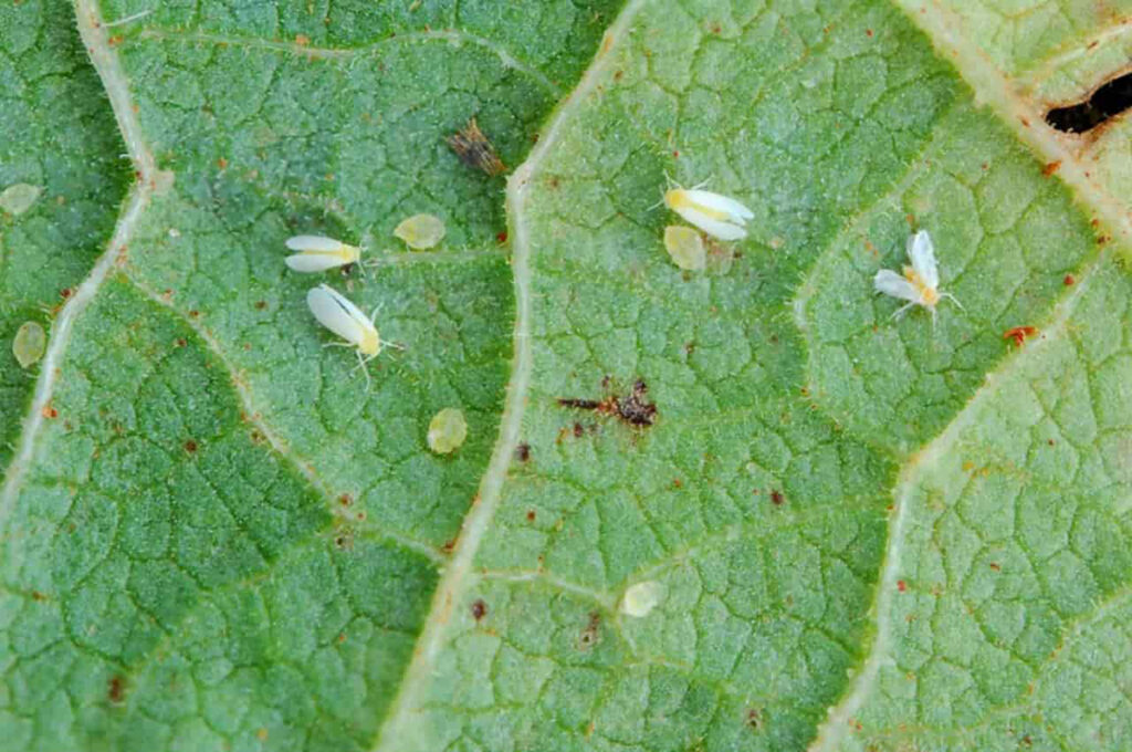 ISI Biomassa se une a startup e desenvolve inseticida a base de plantas para combater mosca-branca em lavouras