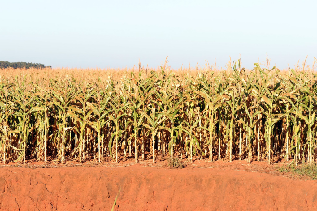 Prefeitura de Naviraí decreta situação de emergência devido à estiagem que impactou a agricultura local