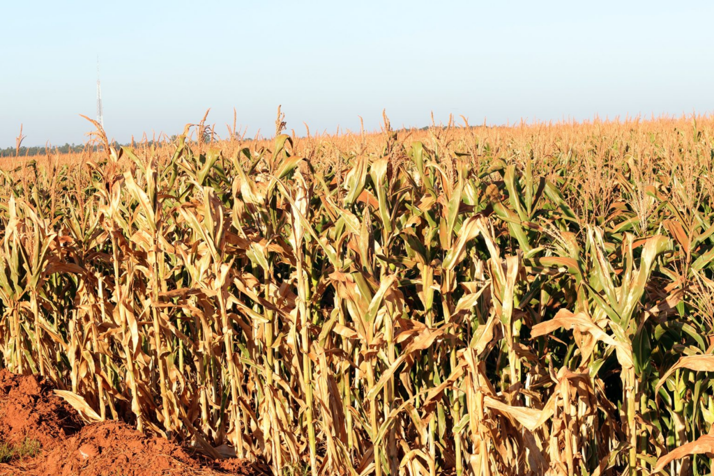 Prefeitura de Naviraí decreta situação de emergência devido à estiagem que impactou a agricultura local