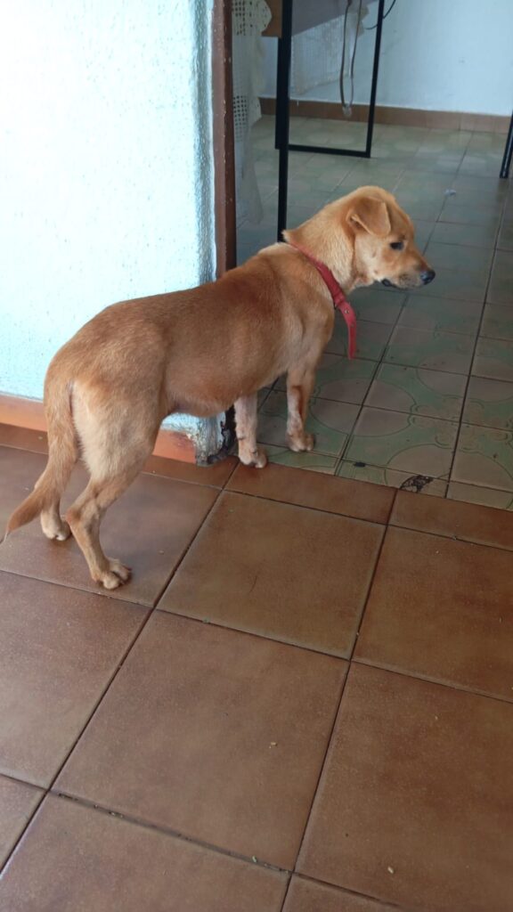 Procuram-se os donos de cachorrinha em Amambai