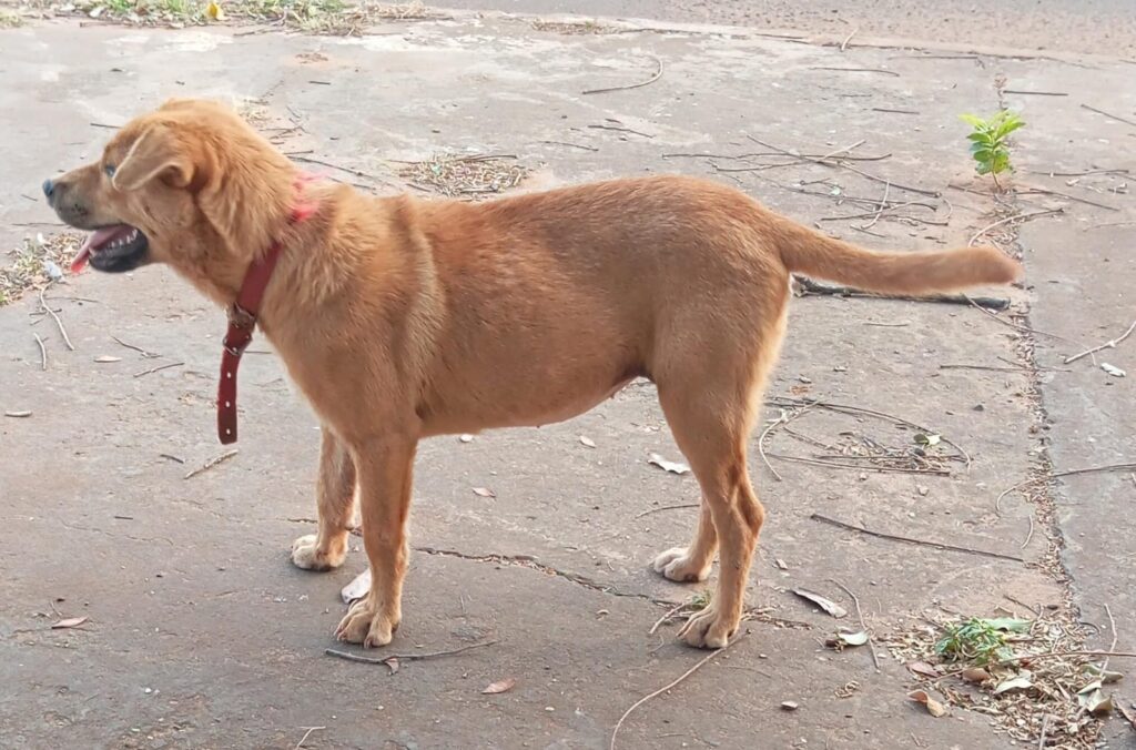 Procuram-se os donos de cachorrinha em Amambai
