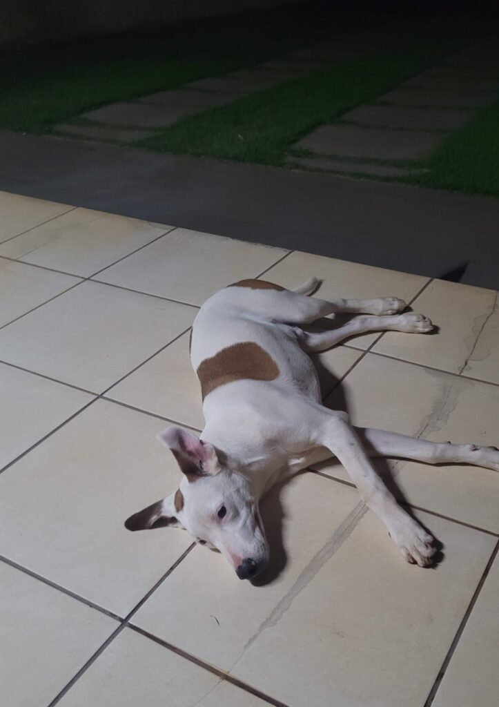 (Encontrado) Procura-se cachorro desaparecido em Amambai