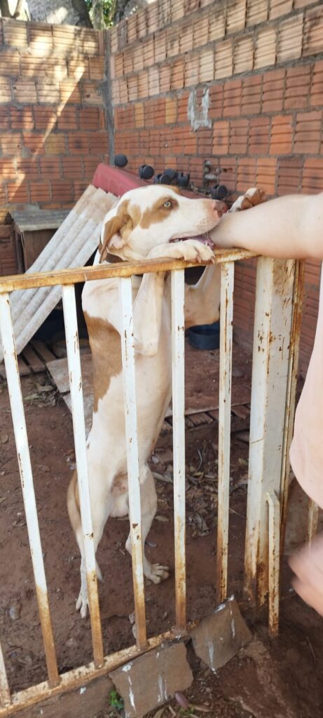 Procura-se cachorro desaparecido em Amambai