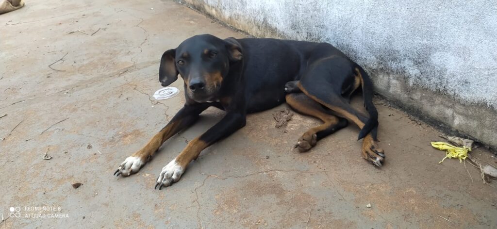 Cães são resgatados de residência após denúncia de maus-tratos em Amambai