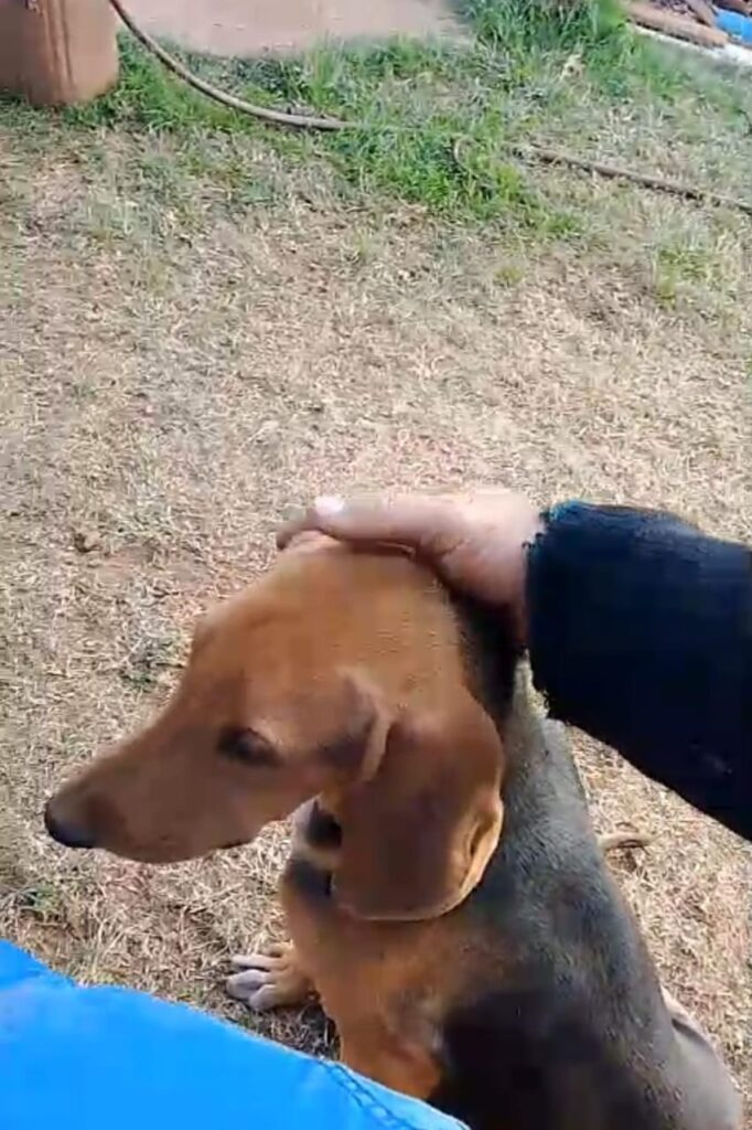 Procura-se cachorro desaparecido em Amambai