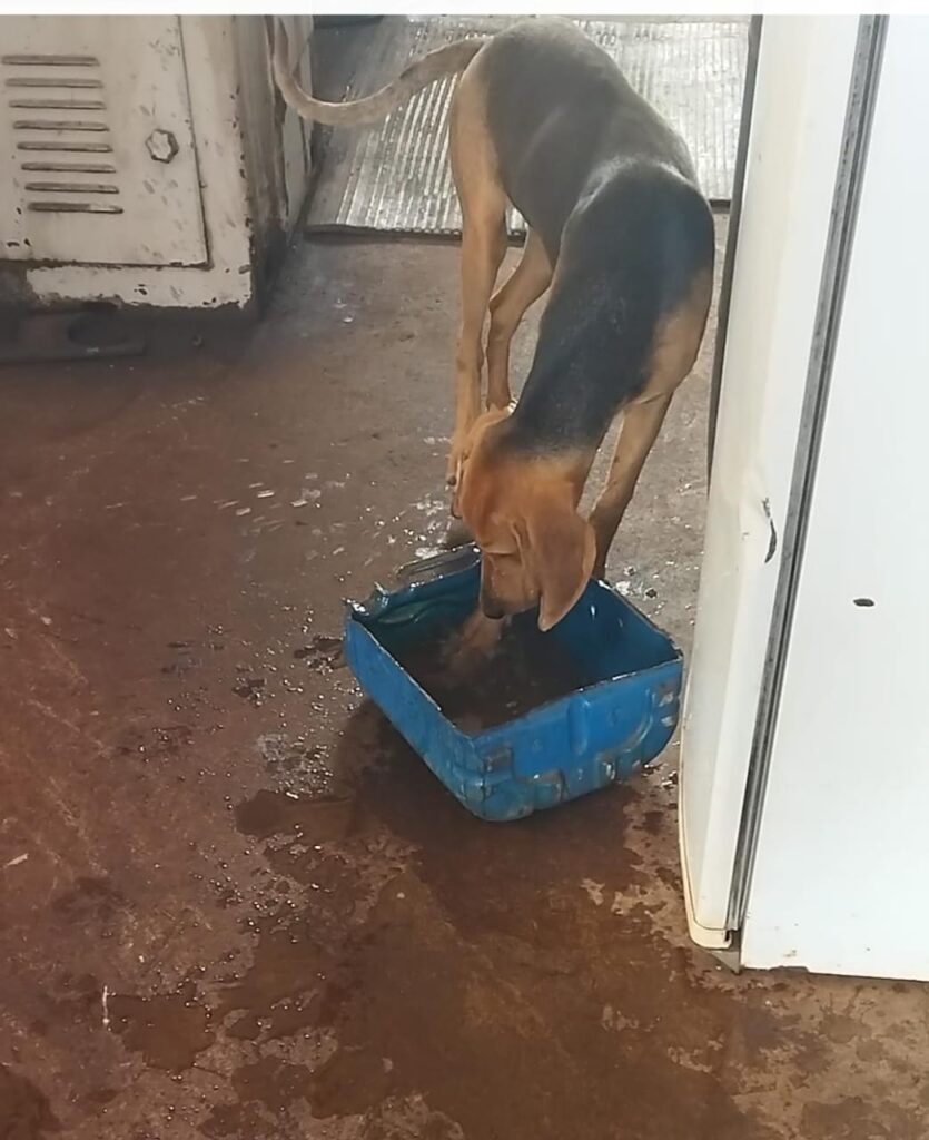 Procura-se cachorro desaparecido em Amambai