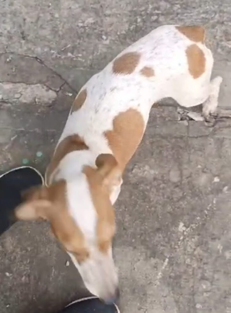 Procura-se cachorrinha desaparecida em Amambai