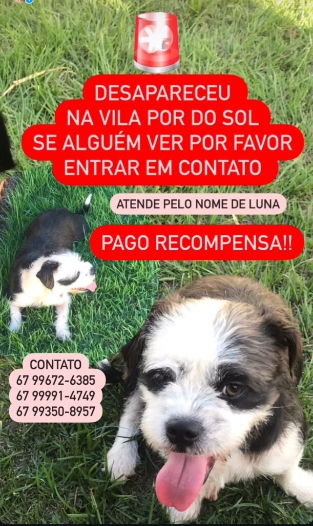 Procura-se cachorrinha desaparecida em Amambai