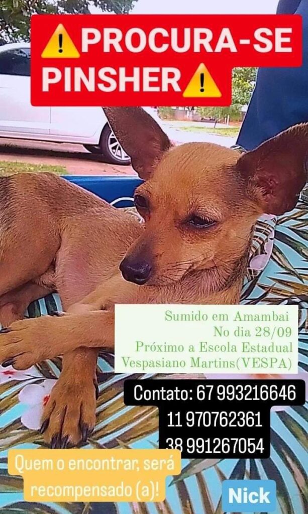 Procura-se cachorro desaparecido em Amambai