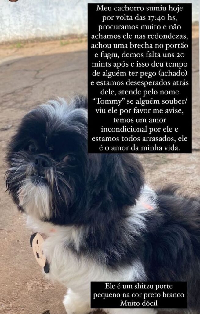 Procura-se cachorro desaparecido em Amambai