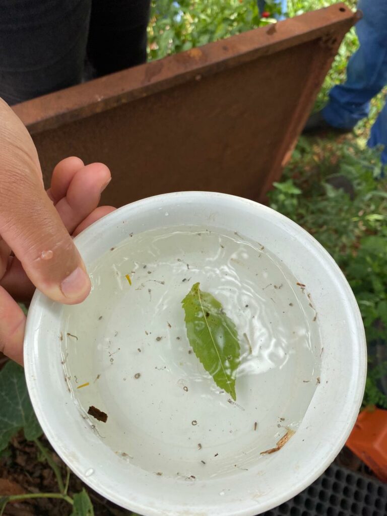 Projeto de combate à dengue vai atender mais de 4.600 famílias na zona rural de Itaquiraí