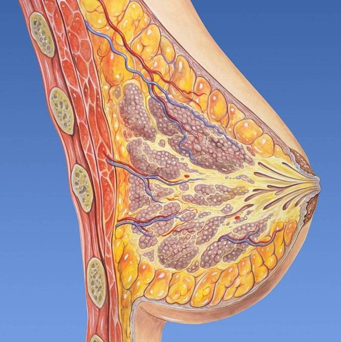 Células que formam metástase em câncer de mama circulam mais durante o sono, mostra estudo Células que formam metástase em câncer de mama circulam mais durante o sono, mostra estudo