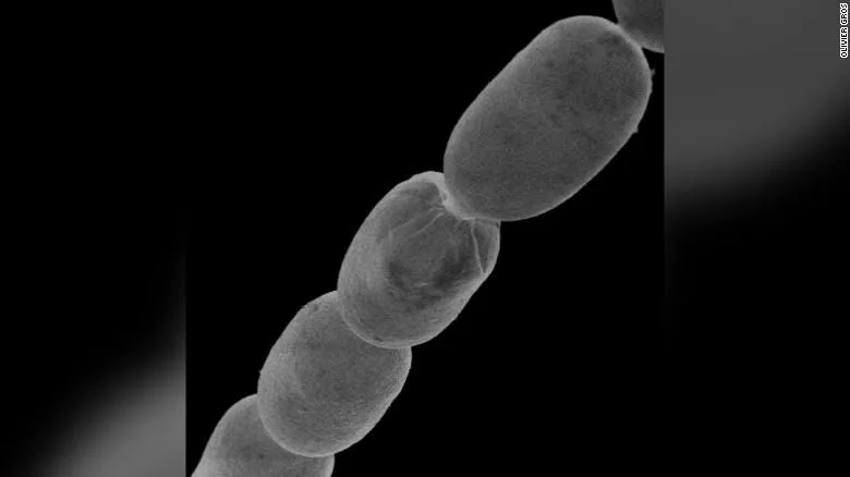 Maior bactéria do mundo é descoberta e cientistas comparam a forma de cílio humano
