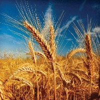Quebra de safra impulsiona aumento nos preços do trigo