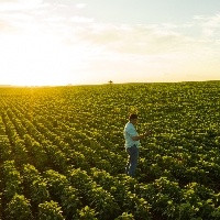 Produção da compostagem, como fazer o manejo em plantações