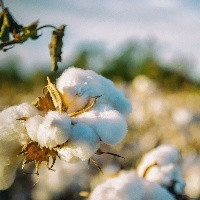 Produção de algodão deve aumentar 4,7% no ciclo 2023/2024