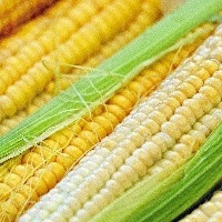 Brasileiras identificam raças inéditas de milho