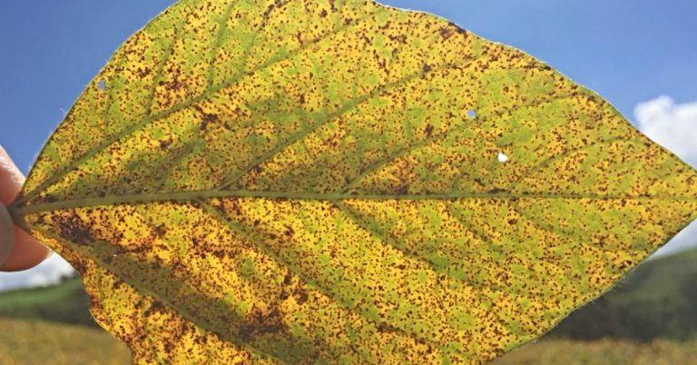 Ferrugem da soja é uma das doenças mais severas Ferrugem da soja é uma das doenças mais severas