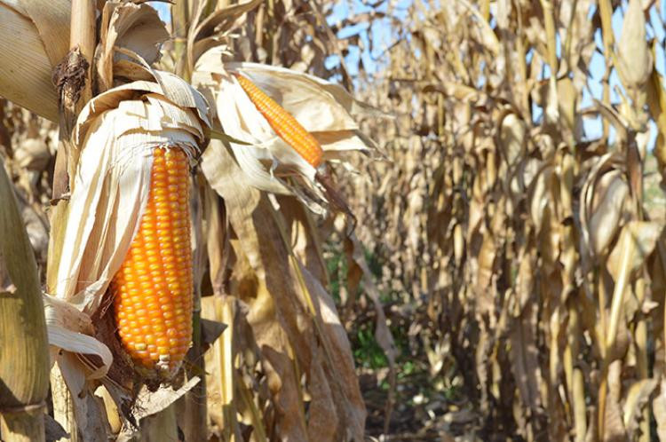 Produção na safrinha de milho deve crescer 62% com 11,9 milhão de toneladas no Estado