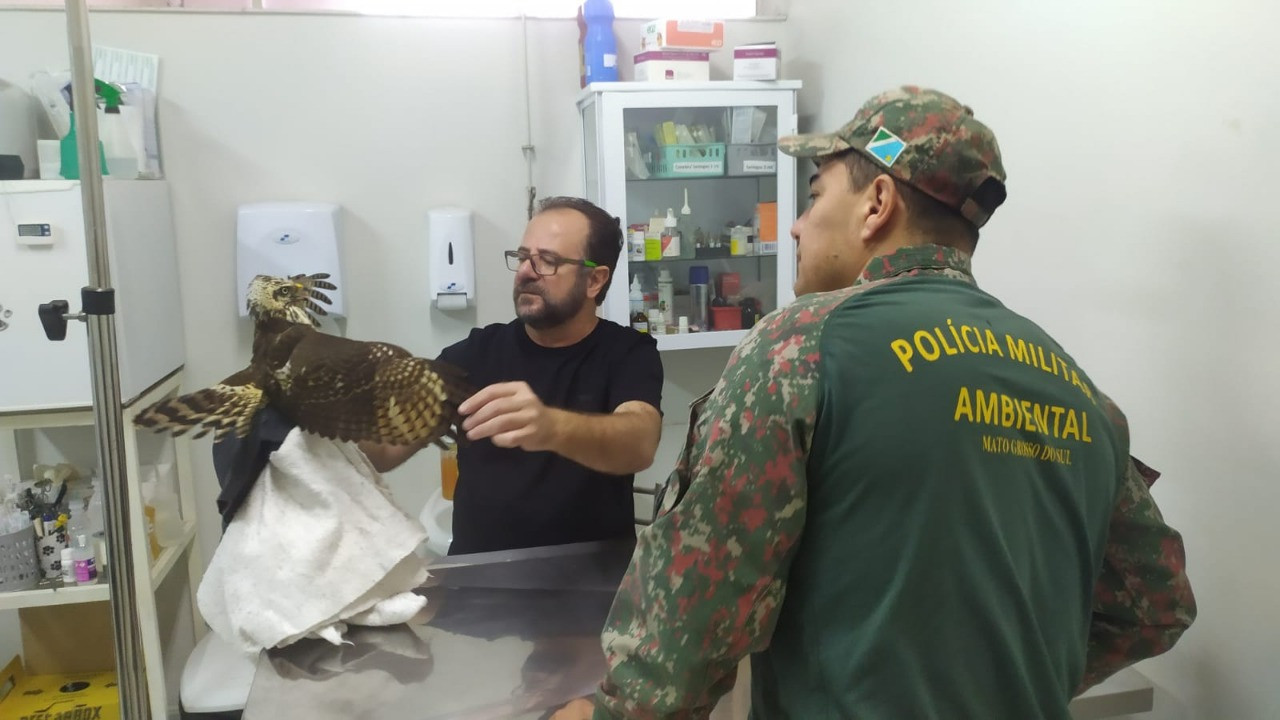 Polícia Militar Ambiental captura gavião que estaria ferido dentro de residência em Amambai