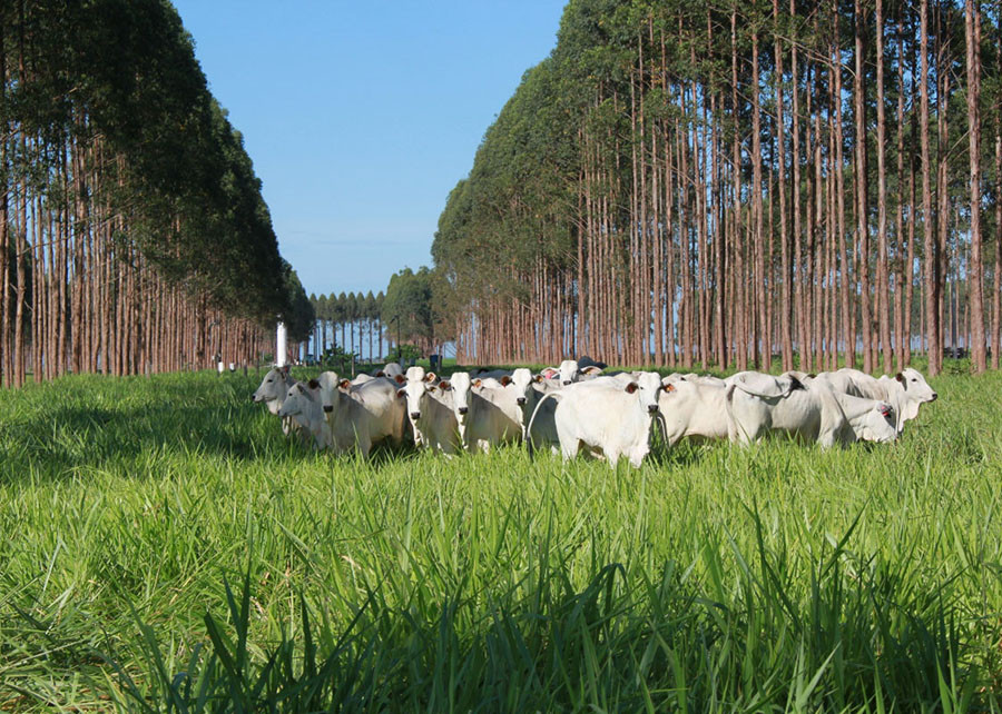 Sistemas ILPF mitigam emissão de gases de efeito estufa no bioma Amazônia