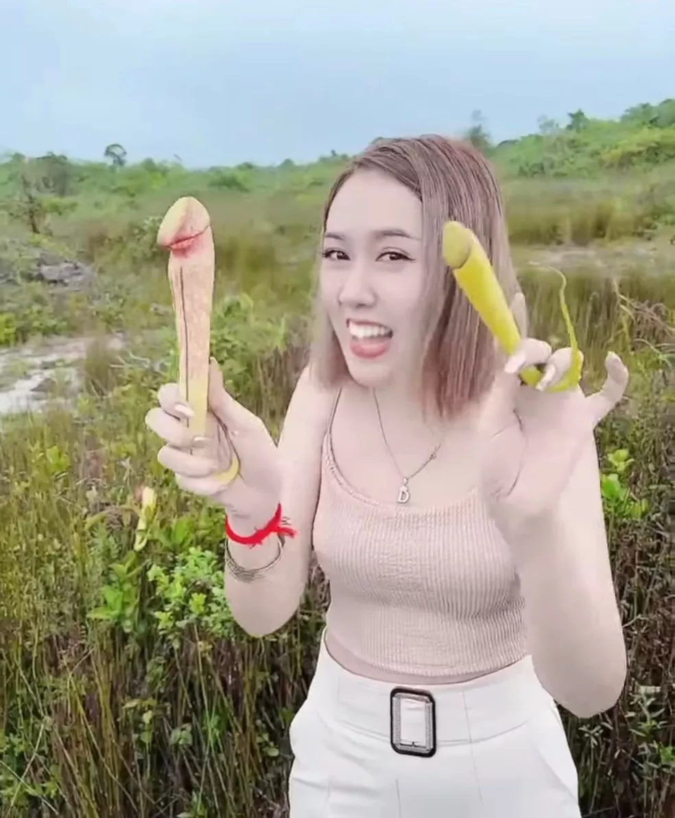 Camboja pede que turistas parem de colher 'planta pênis' para fazer fotos