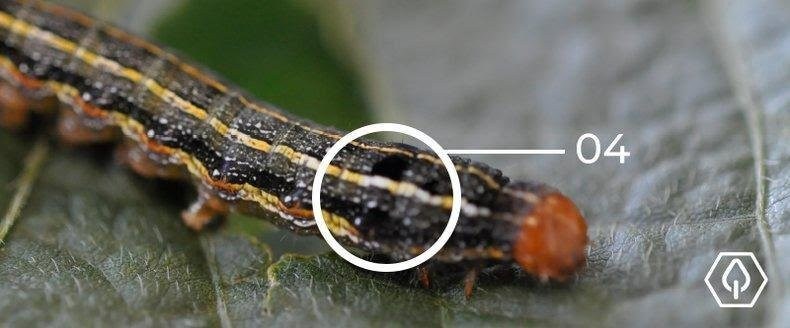 Identificação de espécie é fundamental no controle de lagartas do gênero Spodoptera