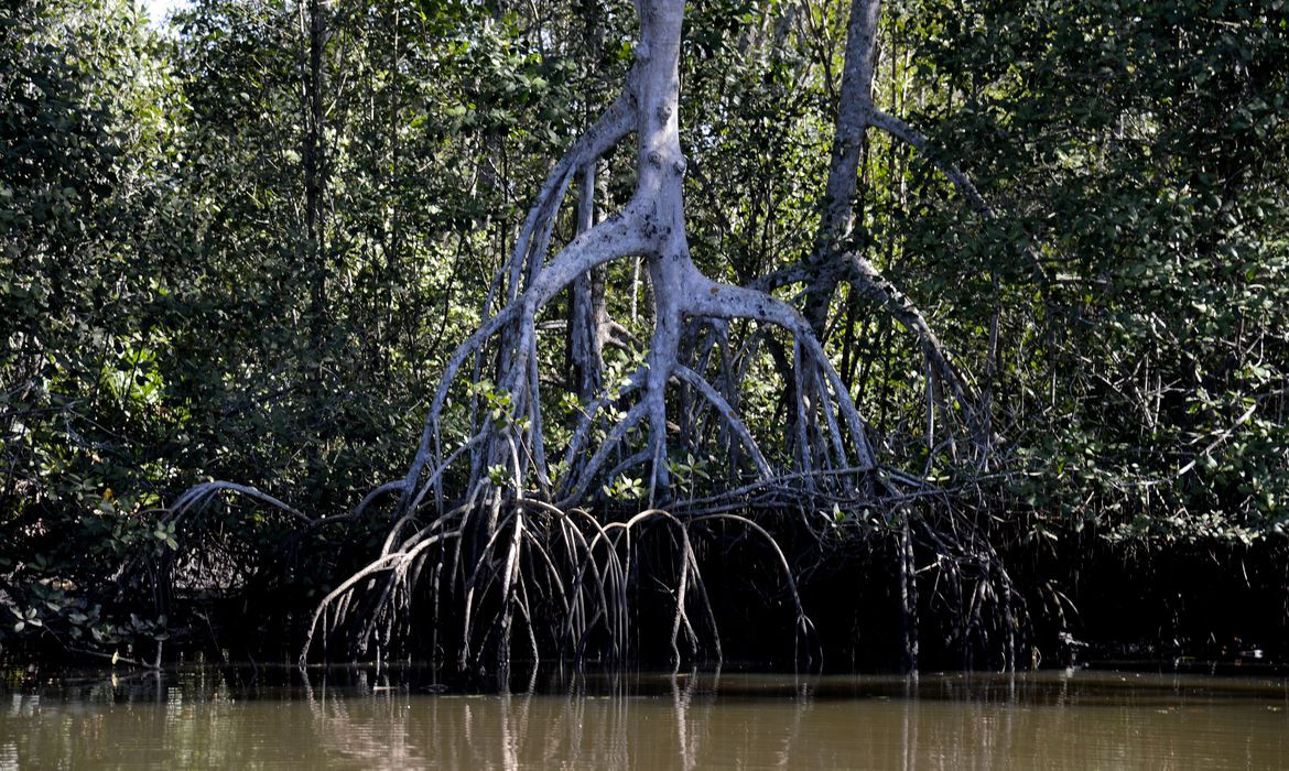 Estudos apontam que manguezais evitam que atmosfera absorva carbono