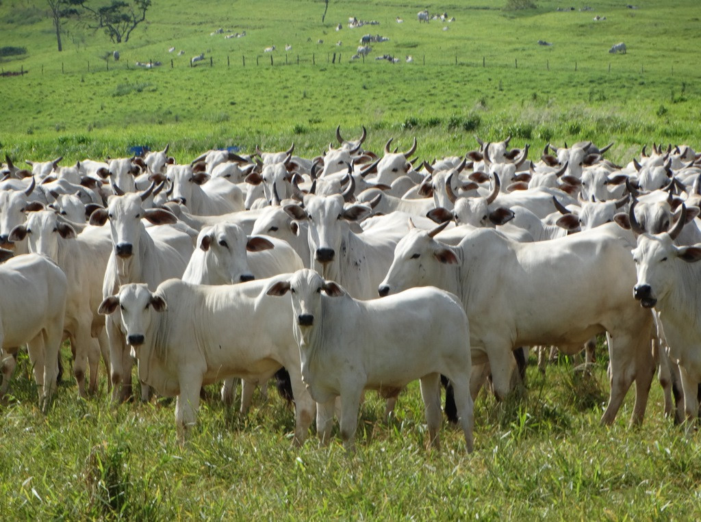 Agropecuária brasileira deve atingir R$ 1 trilhão em 2023