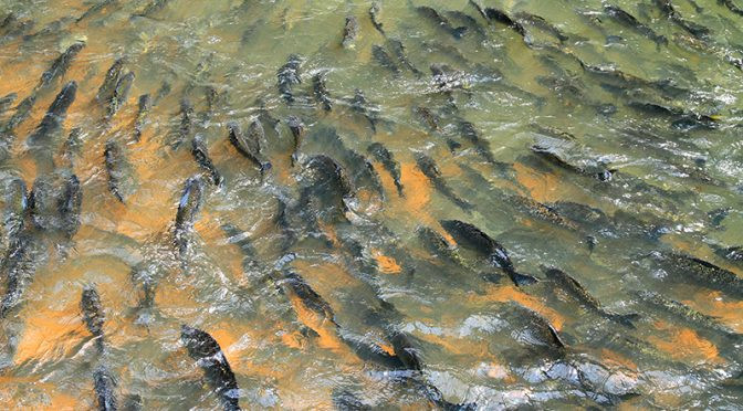 Brasileiros estão consumindo mais peixes